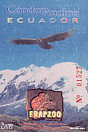 Andean Condor Vultur gryphus  2001 Andean Condor 