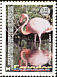 American Flamingo Phoenicopterus ruber