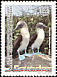 Blue-footed Booby Sula nebouxii