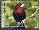 Silver-beaked Tanager Ramphocelus carbo