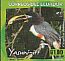 Chestnut-eared Aracari Pteroglossus castanotis  2012 Yasuni Booklet, sa