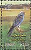Sooty Falcon Falco concolor  2014 Birds 