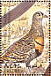 Lichtenstein's Sandgrouse Pterocles lichtensteinii  1998 Birds Sheet