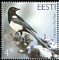 Eurasian Magpie Pica pica