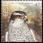 Eurasian Goshawk Accipiter gentilis  2005 Bird of the year 