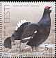 Black Grouse Lyrurus tetrix