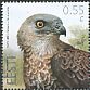 European Honey Buzzard Pernis apivorus  2015 Bird of the year 