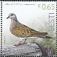 European Turtle Dove Streptopelia turtur  2017 Bird of the year 