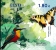 European Bee-eater Merops apiaster