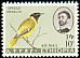 Ethiopian Oriole Oriolus monacha  1963 Ethiopian birds 