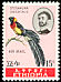 Sahel Paradise Whydah Vidua orientalis  1963 Ethiopian birds 