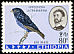 Village Indigobird Vidua chalybeata  1963 Ethiopian birds 