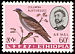 White-collared Pigeon Columba albitorques  1966 Ethiopian birds 