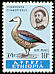Blue-winged Goose Cyanochen cyanoptera  1967 Ethiopian birds 