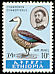 Blue-winged Goose Cyanochen cyanoptera