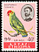 Black-winged Lovebird Agapornis taranta  1967 Ethiopian birds 