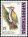 Abyssinian Woodpecker Dendropicos abyssinicus