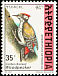 Abyssinian Woodpecker Dendropicos abyssinicus