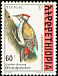 Abyssinian Woodpecker Dendropicos abyssinicus