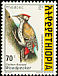 Abyssinian Woodpecker Dendropicos abyssinicus  1998 The Golden-backed Woodpecker 