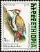 Abyssinian Woodpecker Dendropicos abyssinicus