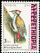 Abyssinian Woodpecker Dendropicos abyssinicus