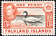 Black-necked Swan Cygnus melancoryphus