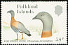 Ashy-headed Goose Chloephaga poliocephala  1988 Falkland Islands geese 