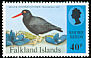 Blackish Oystercatcher Haematopus ater  1995 Shore birds 