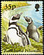 Magellanic Penguin Spheniscus magellanicus