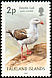 Dolphin Gull Leucophaeus scoresbii  2003 Bird definitives 