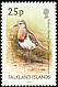 Rufous-chested Plover Charadrius modestus