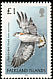 Variable Hawk Geranoaetus polyosoma  2003 Bird definitives 