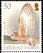 American Barn Owl Tyto furcata  2004 Owls 