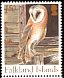 American Barn Owl Tyto furcata