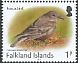 Blackish Cinclodes Cinclodes antarcticus  2017 Birds definitives 