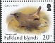 Cobb's Wren Troglodytes cobbi  2017 Birds definitives 