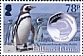 Magellanic Penguin Spheniscus magellanicus