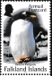 Gentoo Penguin Pygoscelis papua