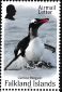 Gentoo Penguin Pygoscelis papua