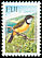 Fiji Whistler Pachycephala vitiensis  1995 Birds 
