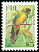 Masked Shining Parrot Prosopeia personata  1995 Birds 