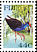 Australasian Swamphen Porphyrio melanotus