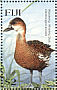 Wandering Whistling Duck Dendrocygna arcuata