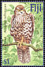 Fiji Goshawk Accipiter rufitorques