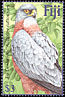 Fiji Goshawk Accipiter rufitorques