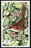 Long-legged Thicketbird Cincloramphus rufus  2003 Fiji rare birds 