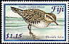 Pacific Golden Plover Pluvialis fulva