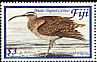 Bristle-thighed Curlew Numenius tahitiensis  2004 Visiting shorebirds to Fiji 