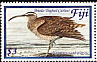 Bristle-thighed Curlew Numenius tahitiensis